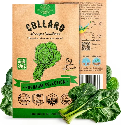 Miniatura 20 de Organo Republic Paquete de Semillas de Lechuga Hoja de Roble 1 G - Más de 800 Semillas de Lechuga Reliquia Sin OMG para Plantar Verduras en Paquete