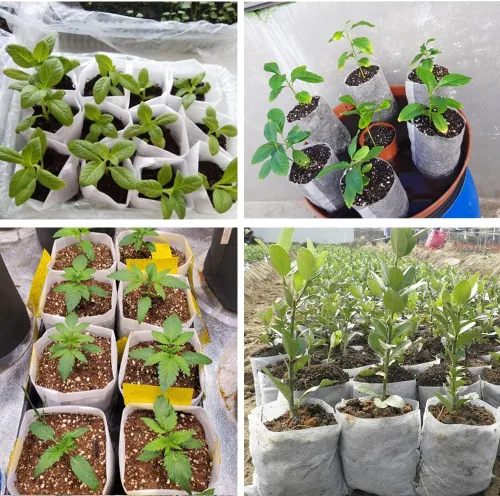 Miniatura 5 de 100 bolsas de cultivo para guardería, bolsa de cultivo de plántulas de tela no tejida para alta tasa de supervivencia de plántulas, bolsas