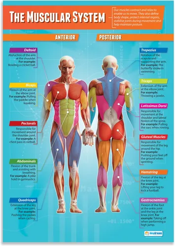 El Sistema Muscular Póster de Educación Física - EXTRA GRANDE 33" x 23.5" - Papel Brillante - Decoración para Aulas de Educación Física de