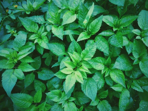 Miniatura 4 de Semillas Menta Menta Mentha Hierbas Medicinales Jardín para Plantar No GMO 1000 Semillas