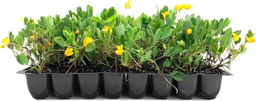 EcoTurf - Hierba de maní perenne | 3 plantas vivas | Arachis Glabrata | Cubierta de suelo vivo para paisajismo sostenible, tolerante a la sequía