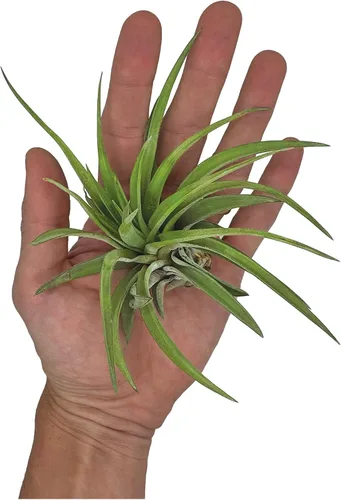 Miniatura 5 de ragnaroc Plantas de Aire - Tillandsia Brachycaulos Abdita, Grande 4-6" - 1 unidad - Llegada Viva Garantizada - Plantas de Casa para Decoración