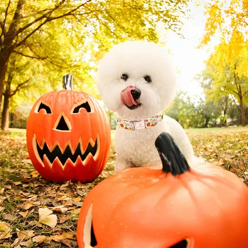 Miniatura 3 de Lionheart glory Collar de Halloween para perro, collar de otoño, ajustable, resistente, para perros grandes, collar de calabaza para perros grandes