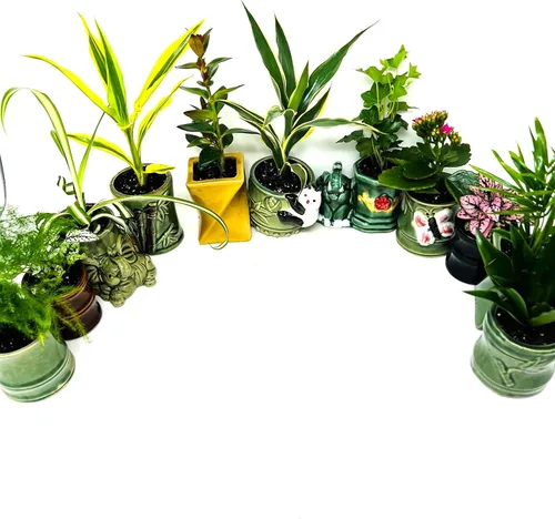 Miniatura 2 de Colección de plantas fáciles de cuidar, paquete de 5 macetas de cerámica de 2 pulgadas, plantas de interior vivas