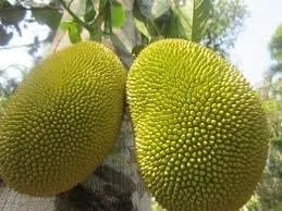 Miniatura 2 de Jackfruit entero fresco, una fruta 5-7 libras