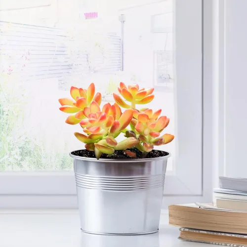 Miniatura 3 de 2" Sedum adolphii 'Shooting Stars' viva, plantas suculentas raras completamente enraizadas en macetas, planta única para el hogar, DIY, regalo