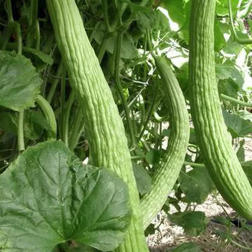 50 Semillas de pepino largo orgánico Metki Pale Green Armenian Yard Semillas EE.UU. Cosechado polinizador abeja mariposa
