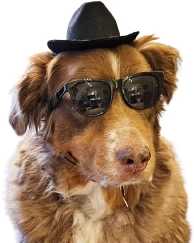 Miniatura 10 de G006 Disfraz para perro y mascota, estilo retro de los años 80, lentes de sol ajustables para razas medianas de 20 a 40 libras, para fiesta, Panto