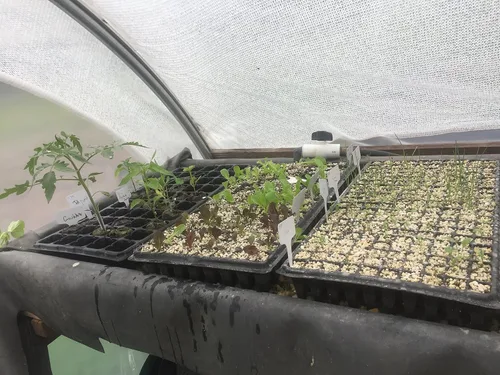 Miniatura 5 de Bootstrap Farmer Bandejas de inicio de semillas de 128 celdas extra fuertes, paquete de 5, bandeja de plántulas 1020 insertos