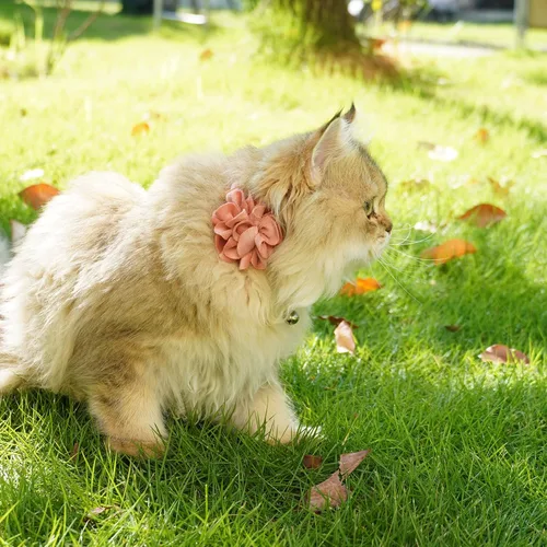 Miniatura 3 de azuza Paquete de 2 collares de gato floral con campana y corbatín de flores extraíble, ajustable, tela de terciopelo para mascotas, decoración