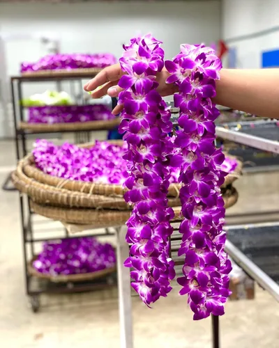 Miniatura 4 de Flores de orquídea frescas Miami OrchidClub USA Sunne Tropical en suelto, decoración para comida y bebida (100 AZUL PURPURA)