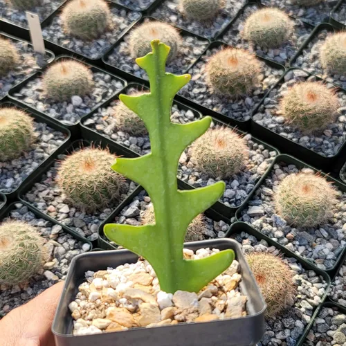 Miniatura 4 de Planet Desert Epiphyllum anguliger Fishbone Cactus