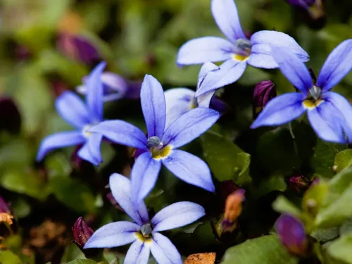 Miniatura 25 de Greenwood Nursery: Plantas vivas de cobertura del suelo - Bugleweed Blueberry Muffin + Ajuga Reptans - [Cantidad: 1x Maceta de Pinta]