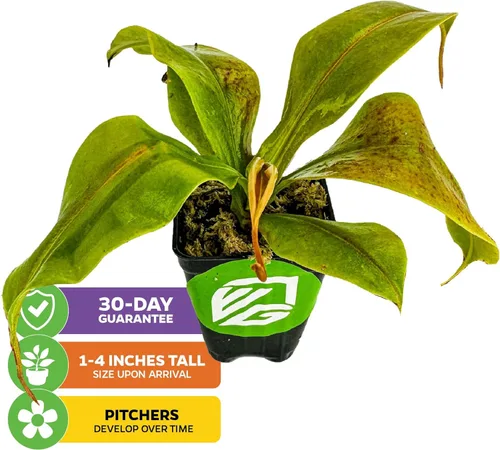 Miniatura 2 de Planta de jarra St. Gaya - Nepenthes carnívora de Wellspring Gardens - Jarrones únicos, fácil cuidado, planta de interior, impresionante planta