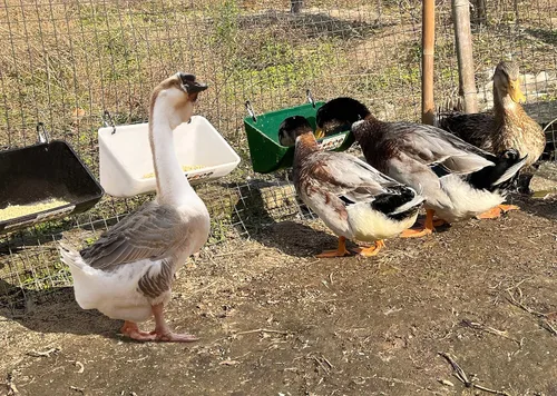 Miniatura 4 de Comedero de pollo, comedero de cabra – Paquete de 2, 5.5 cuartos de galón, para cabras, pollos, patos, ovejas, lechones, ciervos, gansos, pavos