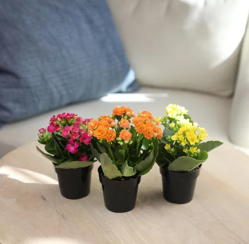 Miniatura 5 de Kalanchoe - Paquete de 3 plantas de flores, decoración de plantas de escritorio, regalos de suculentas vivas para amantes de las plantas, ideas