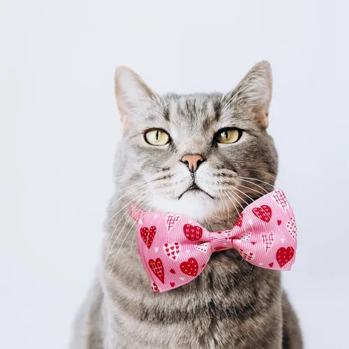 Miniatura 4 de Juego de collar de gato con pajarita de San Valentín con campana, collar de gato con corazón rosa para niños y niñas, gatitos