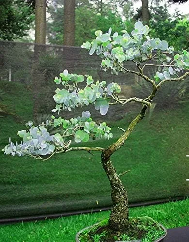 Más de 25 semillas de árbol bonsái de eucalipto Silver Drop - Fabricado en Estados Unidos. Se envía desde Iowa. Ideal como ramas de bonsái o clip