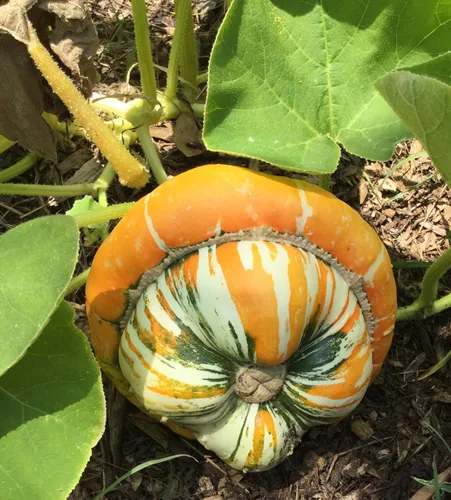 Miniatura 2 de TomorrowSeeds - Turk's Turbante Semillas de calabaza - Más de 20 unidades - Para plantar en 2025 en Estados Unidos Jardín Vegetal Calabaza Calabaza