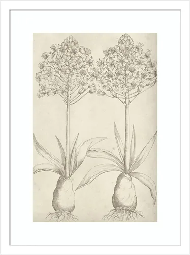 Amanti Art Impresión artística enmarcada para pared, 21 x 16 pulgadas, diseño floral fresco I de Vision Studio, arte de pared de flores, decoración