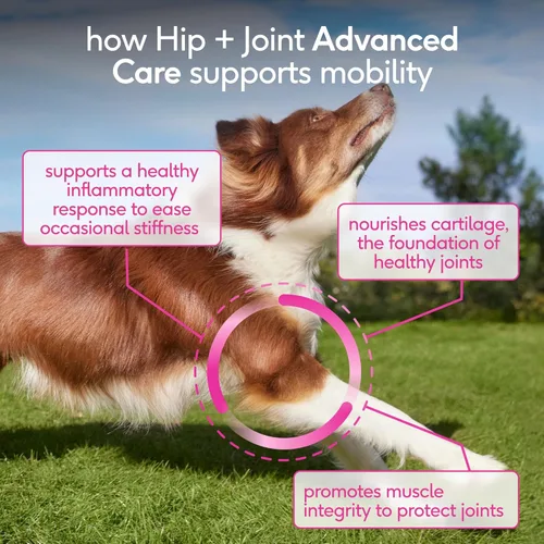 Miniatura 4 de Native Pet Advanced Care - Suplemento para cadera y articulaciones para perros - Apoya articulaciones, cartílago, músculos y tiene propiedades