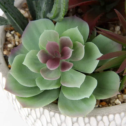 Miniatura 6 de Briful Pequeñas plantas falsas surtidas suculentas falsas en macetas, plantas suculentas realistas artificiales con macetas de cemento