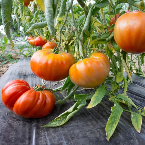 Miniatura 2 de Big A Tomato Fertilizante orgánico prémium con algas marinas de 13.5 onzas para interiores y exteriores, fertilizante para plantas