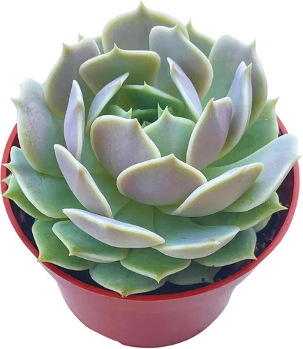 Miniatura 22 de Suculenta Viva de 4" Callisia Repens Pink Lady Turtle Vine, Plantas Suculentas Vivas Completamente Enraizadas Planta de Casa para Decoración