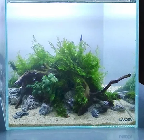 Miniatura 7 de LANDEN Namale - Arena para acuario, 2 L (aprox. 7 libras), arena súper natural para paisajismo de acuarios, arena cosmética para peceras, sustrato