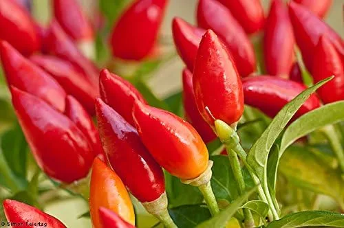 Miniatura 2 de Chile Pequin Pepper 20+ Semillas
