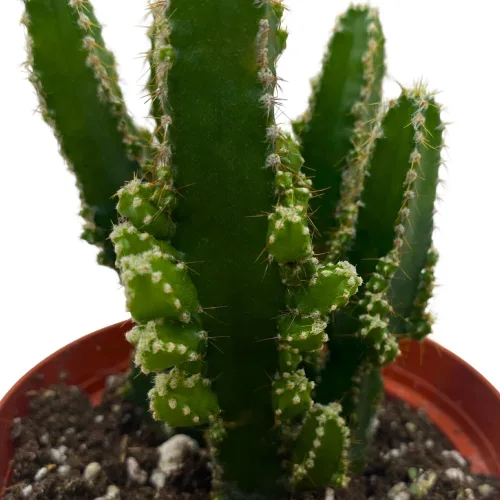 Miniatura 4 de Cactus de castillo de hadas, Acanthocereus Tetragonus, Cereo floreciente nocturno, cactus triangular, maceta de 4 pulgadas
