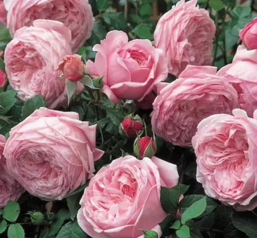 Miniatura 5 de 1000 semillas + Muti Color Mix Rose Seeds - Flores exuberantes, perennes, mariposa fragante trepadora de vid, semillas de flores. Semillas de rosa