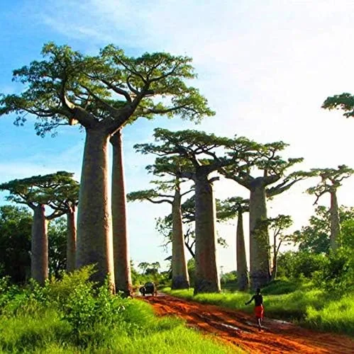 Atfipan - 5 unidades/bolsa Adansonia Digitata Baobab Semillas de árbol de baobab raras Semillas raras de Baobab Semillas de jardín Plantas