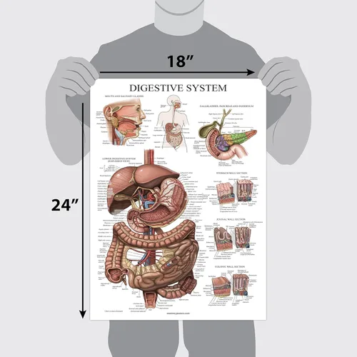 Miniatura 3 de Palace Learning Cuadro anatómico laminado del sistema digestivo - Cartel de anatomía gastrointestinal 18" x 24