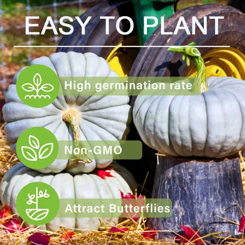 Miniatura 3 de Más de 10 semillas de verduras de calabaza para plantar al aire libre reliquia sin OMG