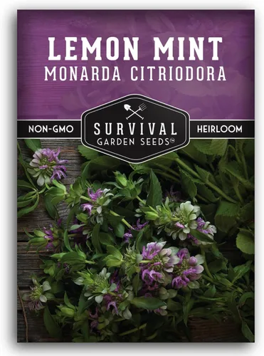 Semillas de limón y menta para plantar (Monarda Citriodora) | Bálsamo de abeja de limón/menta de caballo, hierbas medicinales y plantas de jardín de
