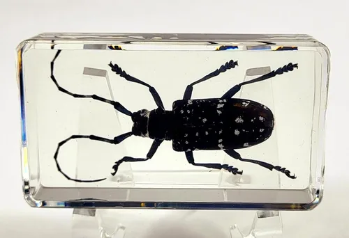 Miniatura 40 de 44mm Hormiga gigante tropical real en resina de lucita transparente cristalina, espécimen preservado Pseudoneoponera Rufipes, taxidermia