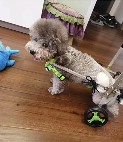 Miniatura 2 de Silla de ruedas para perro, carrito para mascotas de soporte completo con cuatro ruedas, carrito ligero para perros para patas delanteras/traseras