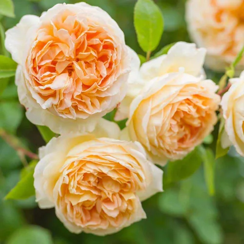 Miniatura 4 de Rosas trepadoras inglesas de reliquia, planta de raíz propia viva para jardín al aire libre, Betsabé, muy fragante, zonas de rusticidad: 5-11