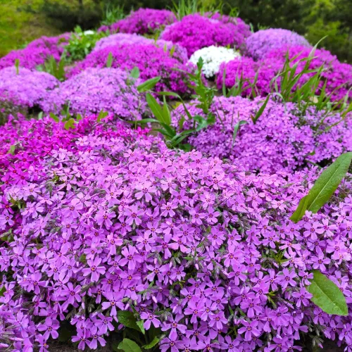 Miniatura 3 de Paquete de 3 plantas rastreras Phlox Live, 5-8 pulgadas, cubierta de suelo de Phlox rastrero perenne para jardín al aire libre (color aleatorio)