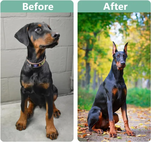 Miniatura 6 de Kit de 2 piezas de publicación de orejas de perro para Doberman Pinschers - Cinta para orejas de perro, herramienta de soporte para orejas con cinta