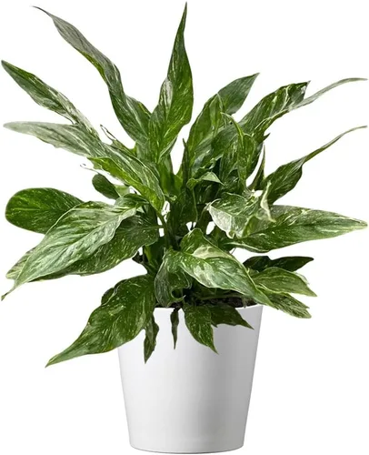 American Plant Exchange Lirio de la Paz Abigarrado 'Domino' – Maceta de 6 pulgadas con cubierta decorativa, 1-2 pies de alto, planta de interior