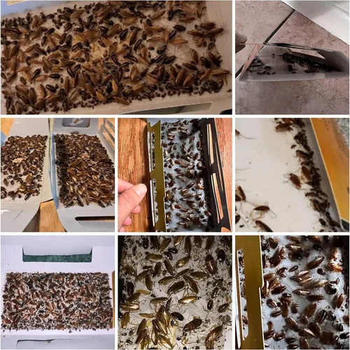 Miniatura 2 de Paquete de 20 trampas para cucarachas, trampas para cucarachas para interiores del hogar, trampas adhesivas para cucarachas, seguras para niños
