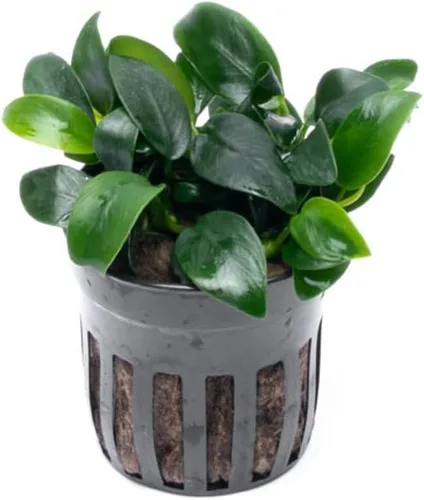 Miniatura 15 de SubstrateSource Plantas vivas – Anubias Hastifolia (Anubias hastifolia) – Luz baja a moderada, hojas en forma de flecha de color verde medio a