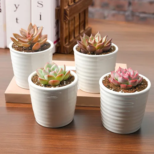 Miniatura 2 de Plantas suculentas (paquete de 12), suculentas vivas totalmente enraizadas en macetas de 2 pulgadas con tierra, plantas de casa únicas en maceta