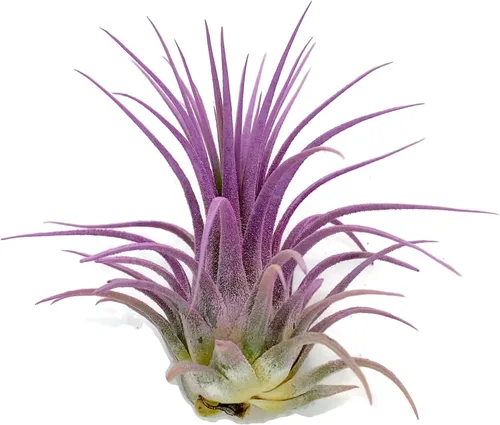 Miniatura 7 de Planta de aire Tillandsia Ionantha de Guatemala, planta de aire viva Tillandsia de Guatemala, llegada saludable garantizada, excelente planta de Azul