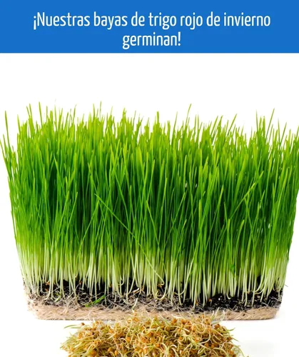 Miniatura 7 de Granos de trigo duro rojo de invierno transgénicos, 100 % sin irradiar. Certificado Kosher Parve. Cultivado en EE. UU. Registro de campo