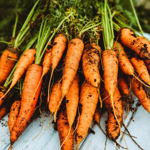 Miniatura 4 de Zanahoria Chantenay - 150 semillas - Variedad tradicional y polinizada abierta, semillas de vegetales sin OMG para plantar en interiores