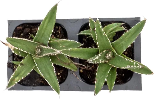 Miniatura 8 de 2 agave King Ferdinand en cubos de vivero de 2.5 pulgadas (Agave ferdinandi-Regis) Suculenta de hoja perenne para xeriscaping, jardines de rocas