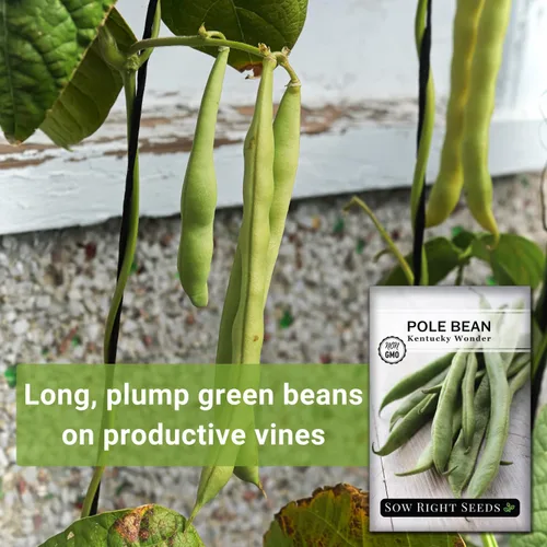 Miniatura 3 de Sow Right Seeds - Semillas de frijol Wonder Pole de Kentucky para plantar - Paquete de reliquia sin OMG con instrucciones para plantar un huerto